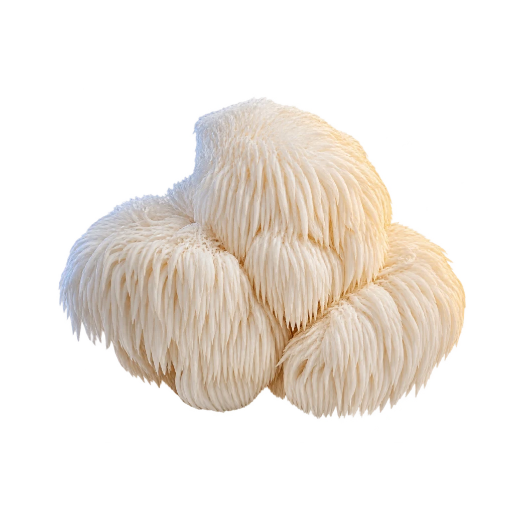 Lion’s Mane